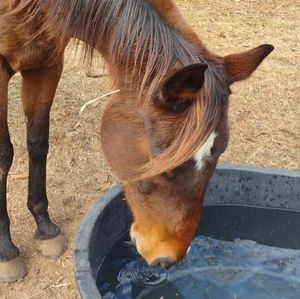 Meet your Posher, Sierra